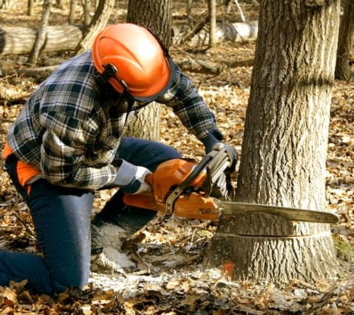 Tree Removal in Canvas, WV